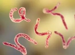 Illustration of intestinal parasites Illustration of intestinal parasites